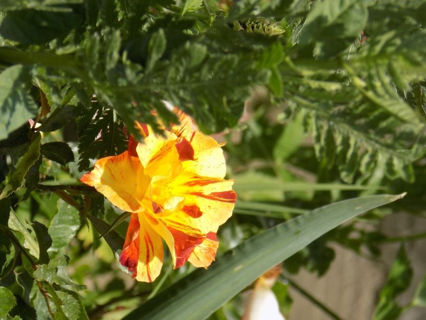 IMG-20200608-WA0041 - iunie 2020