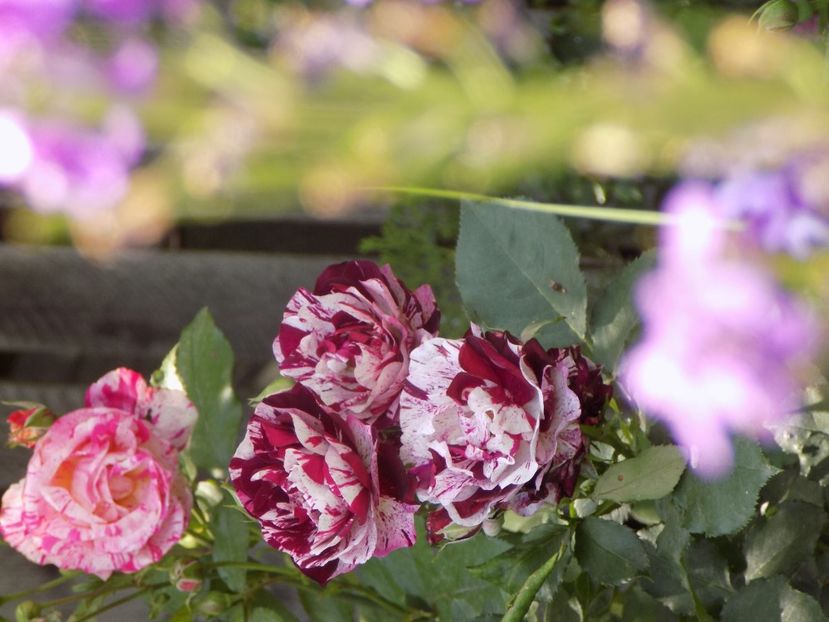 IMG-20200608-WA0062 - iunie 2020