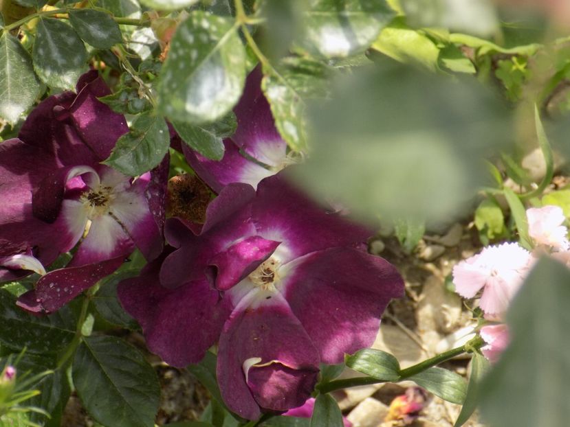 IMG-20200608-WA0090 - iunie 2020