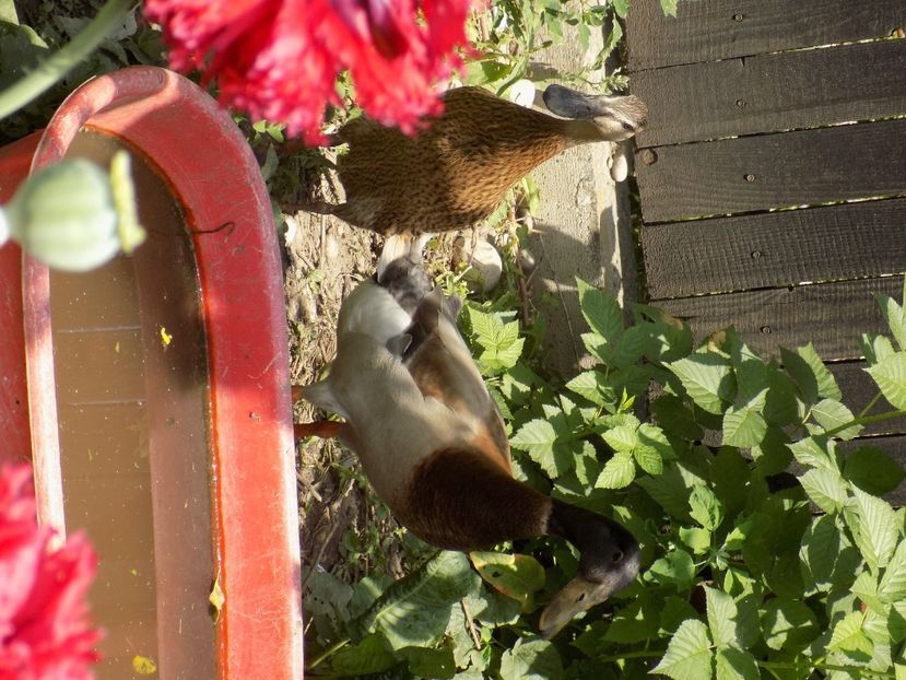 IMG-20200608-WA0144 - iunie 2020