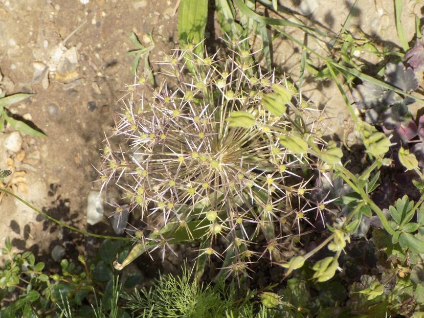 IMG-20200608-WA0145 - iunie 2020