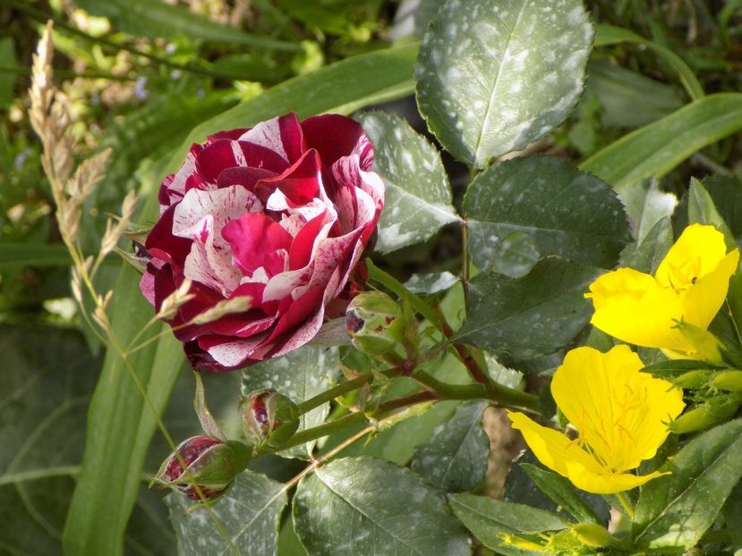 IMG-20200608-WA0146 - iunie 2020