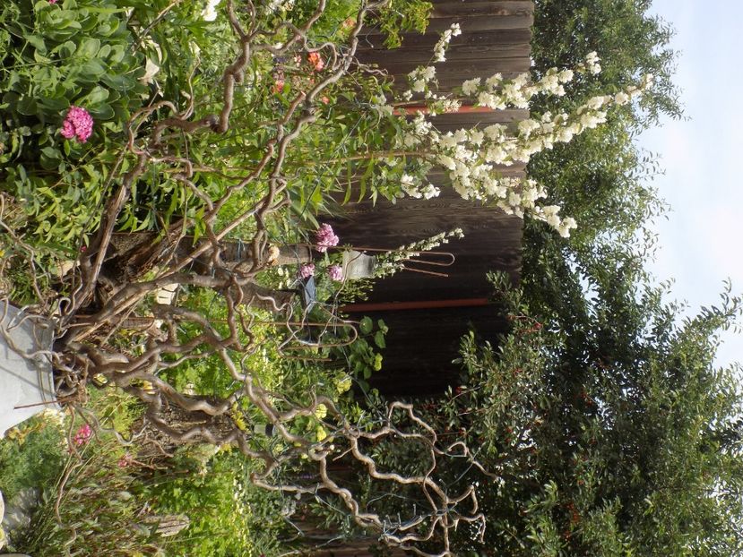 IMG-20200608-WA0147 - iunie 2020