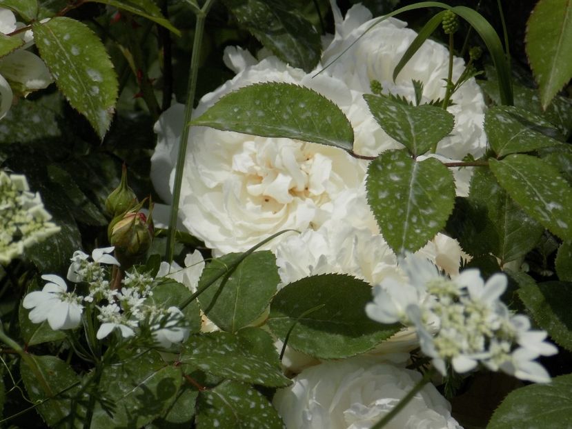 IMG-20200608-WA0148 - iunie 2020