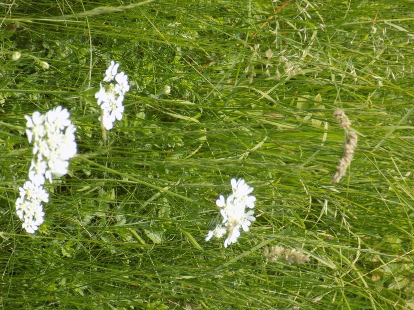 IMG-20200608-WA0149 - iunie 2020