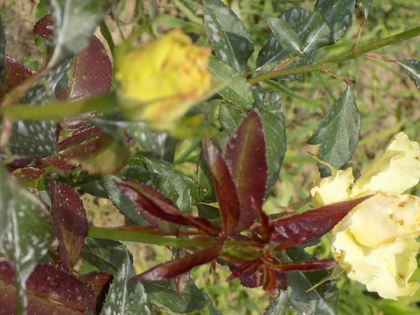 IMG-20200608-WA0150 - iunie 2020