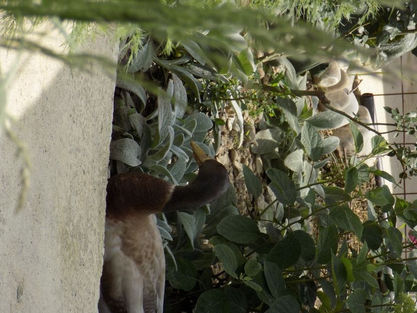 IMG-20200608-WA0152 - iunie 2020