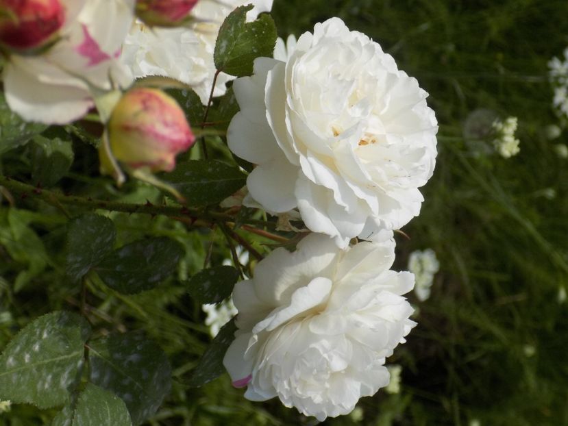 IMG-20200608-WA0156 - iunie 2020