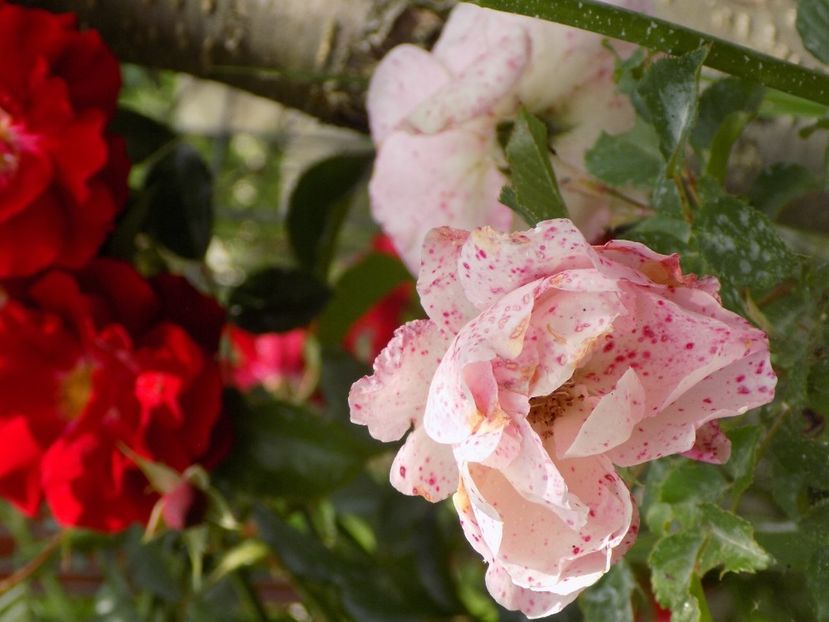 IMG-20200608-WA0160 - iunie 2020