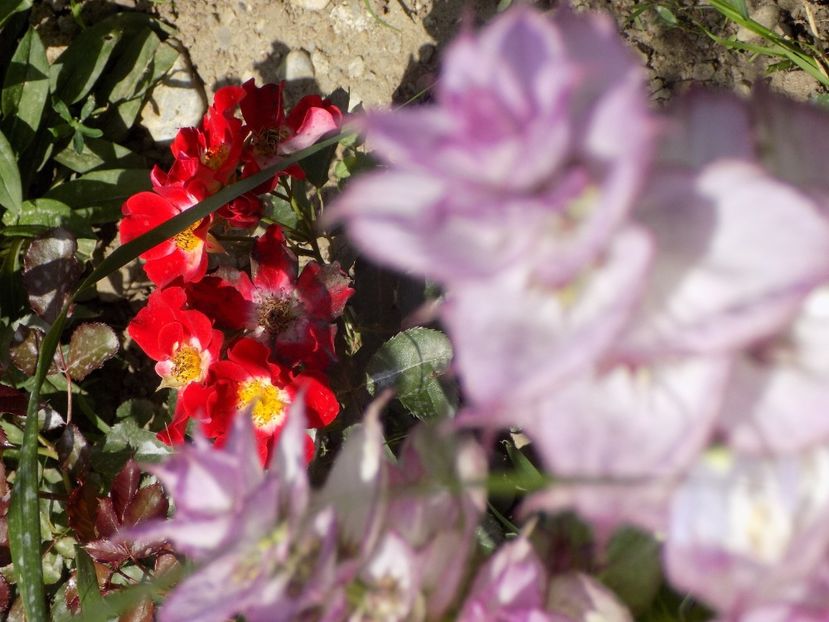 IMG-20200608-WA0161 - iunie 2020