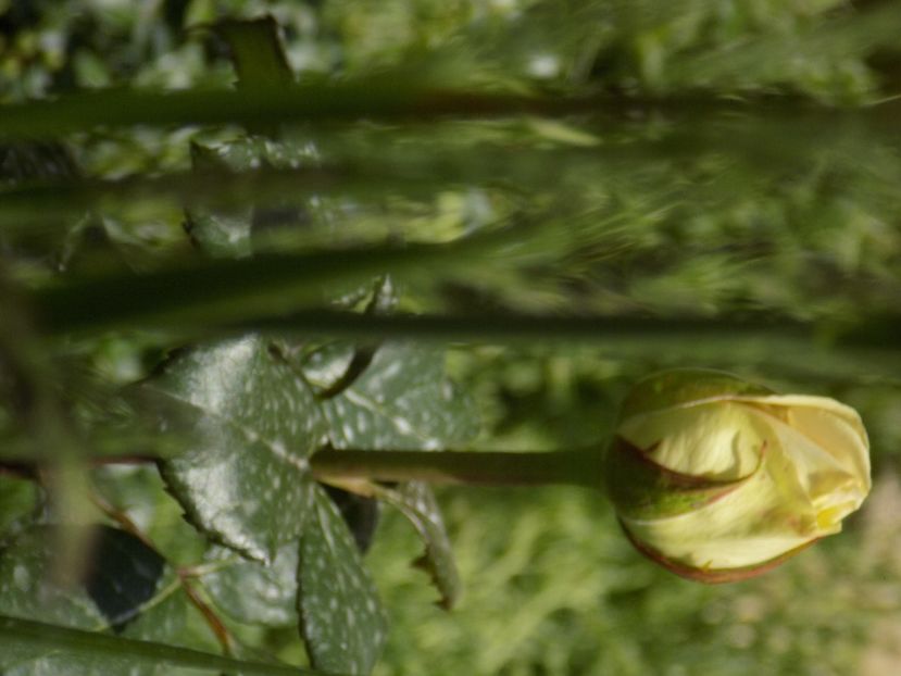 IMG-20200608-WA0163 - iunie 2020