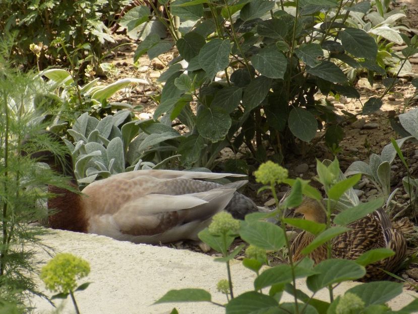 IMG-20200608-WA0164 - iunie 2020