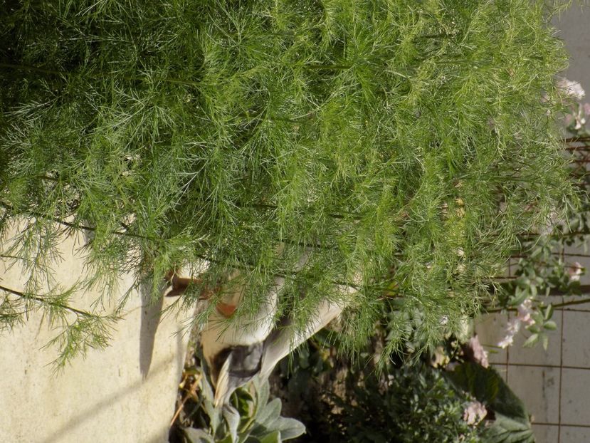 IMG-20200608-WA0165 - iunie 2020