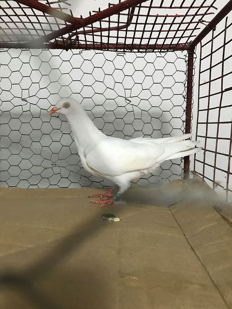  - Achizitii 15 Iunie 2020