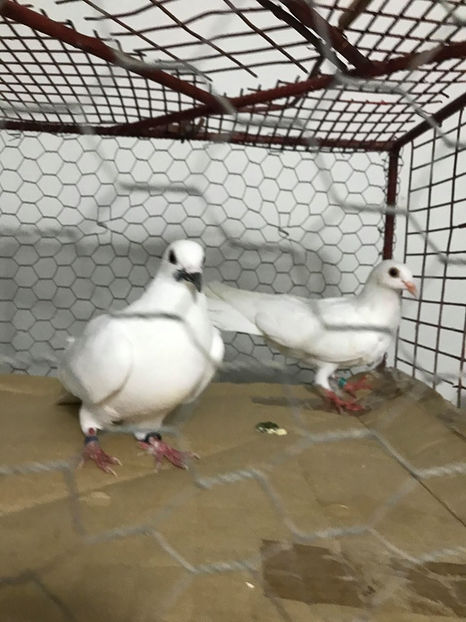  - Achizitii 15 Iunie 2020