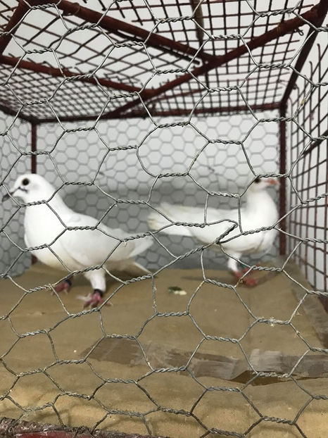  - Achizitii 15 Iunie 2020