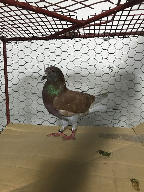  - Achizitii 15 Iunie 2020