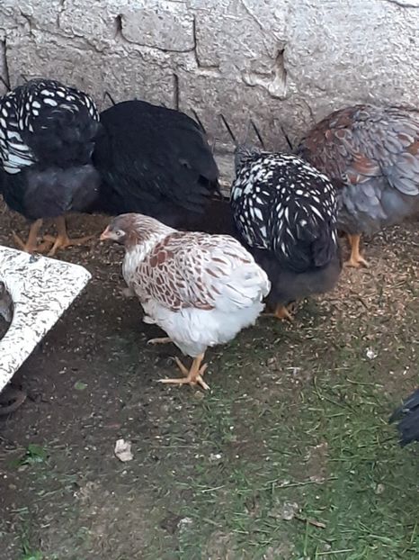  - tineret Australorp wyandotte 2 luni zece zile