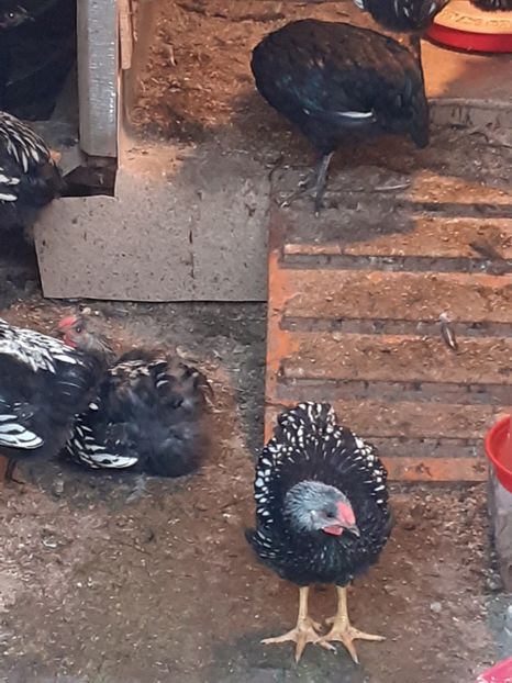  - tineret Australorp wyandotte 2 luni zece zile