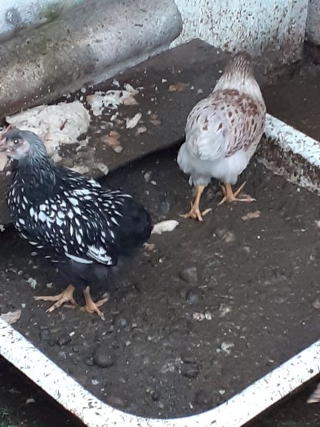  - tineret Australorp wyandotte 2 luni zece zile