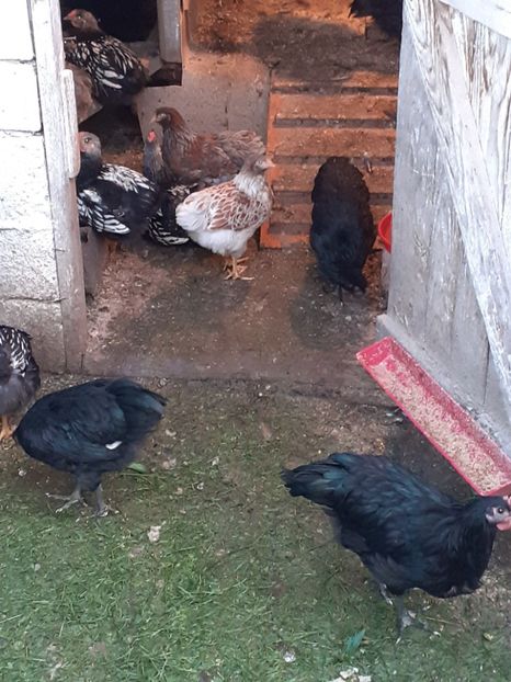  - tineret Australorp wyandotte 2 luni zece zile