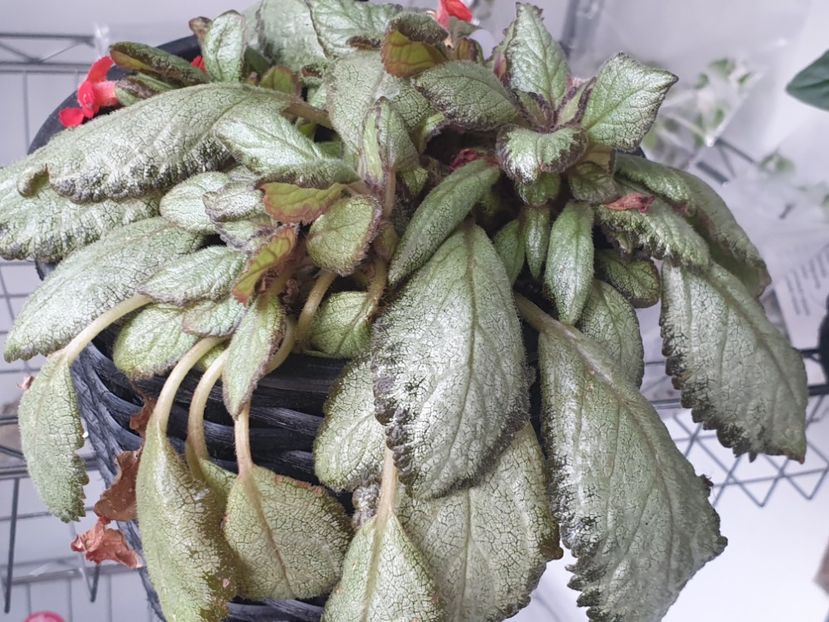 Silver Skies - Episcia 2020