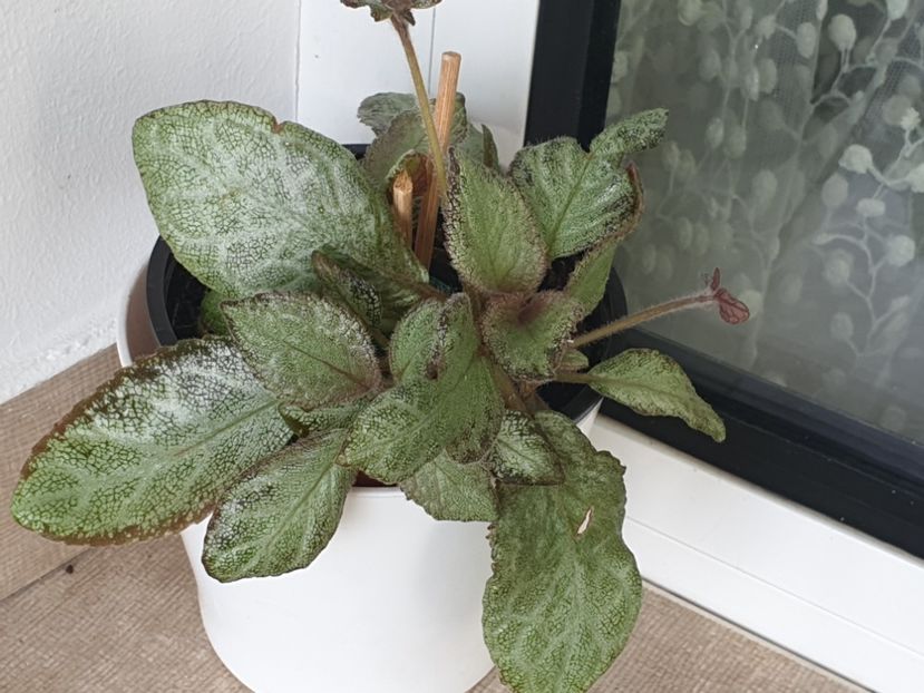 Pixie Dust - Episcia 2020