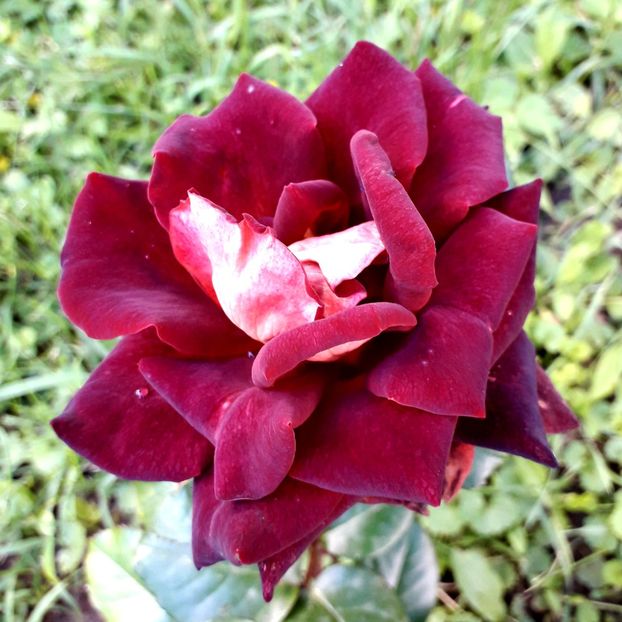  - TRANDAFIRI_2020_2024