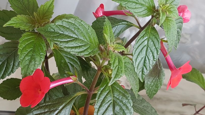 Orange delight - Achimenes 2020
