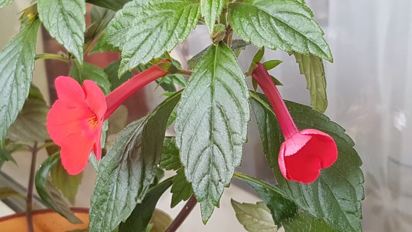 Orange delight - Achimenes 2020