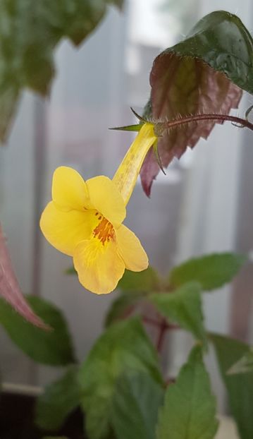 Yellow Beauty - Achimenes 2020
