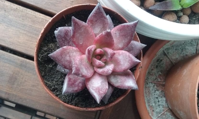 ECHEVERIA Romeo Rubin - SUCULENTE DEOSEBITE