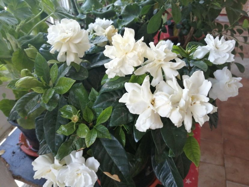  - Jasmin- Sambac - Gardenia