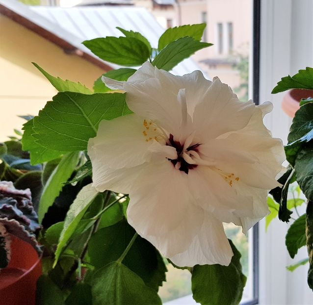  - Hibiscusi