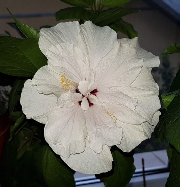  - Hibiscusi