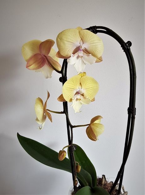  - Phalaenopsis 1