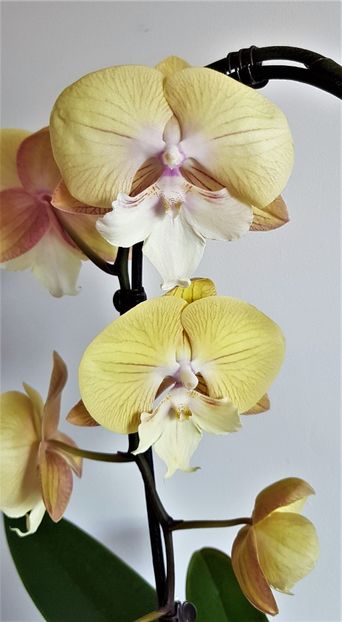  - Phalaenopsis 1