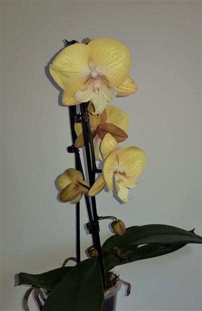  - Phalaenopsis 1