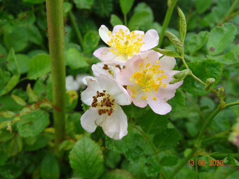 seedling - Trandafiri 1