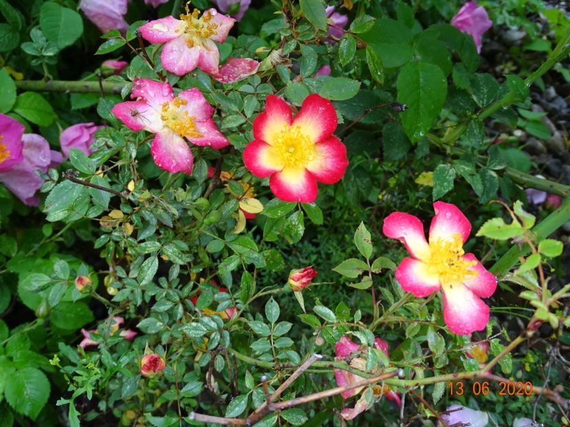 Star Profusion - Trandafiri 1