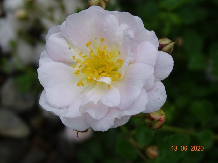 seedling - Trandafiri 1