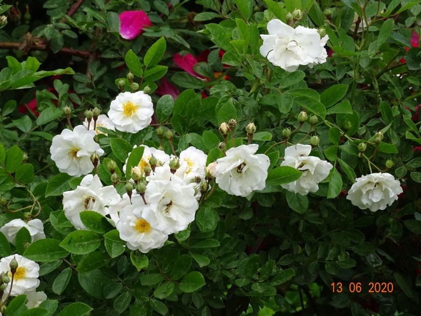 Marysa - Trandafiri 1