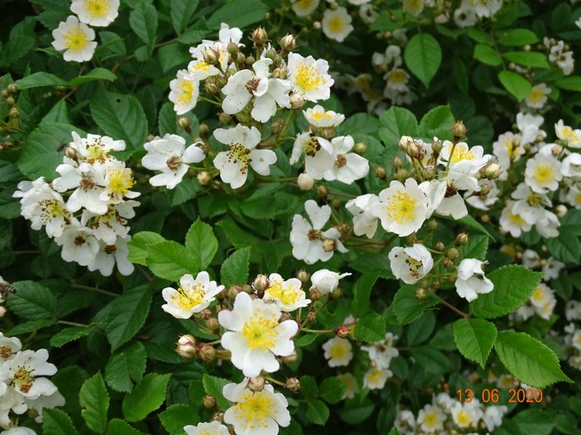 rosa multiflora - Trandafiri 1