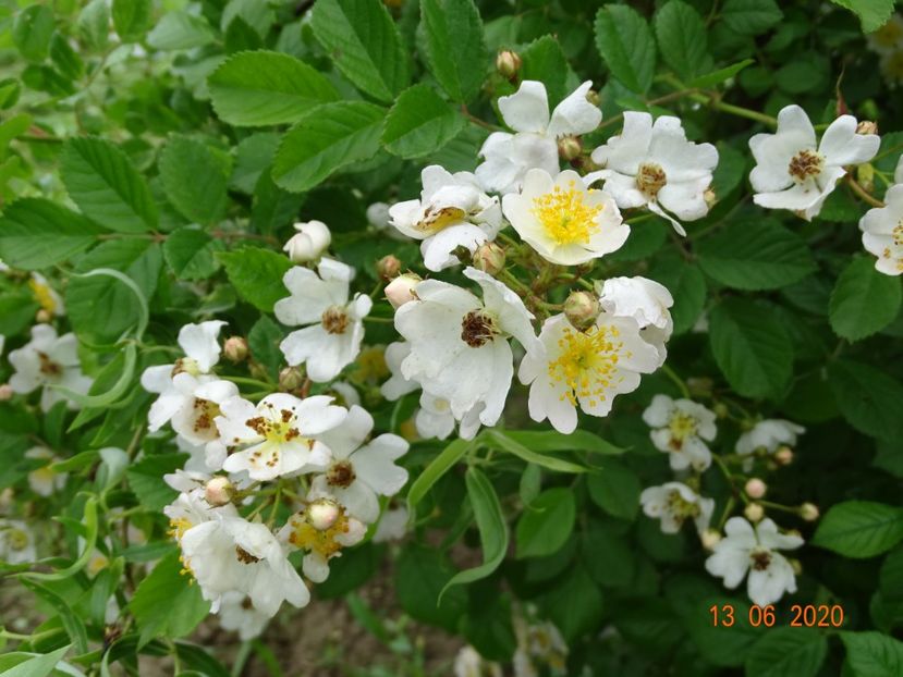 rosa multiflora - Trandafiri 1