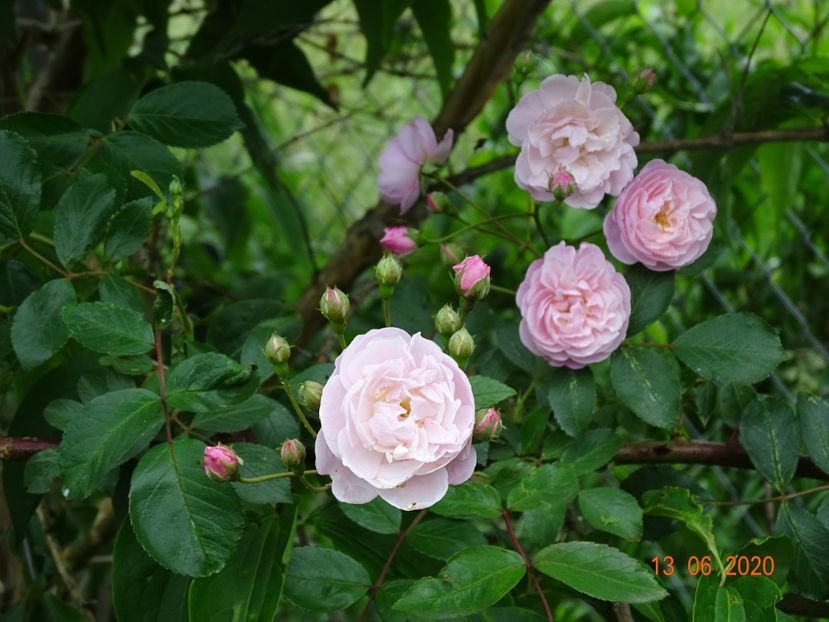 Rose Delacroix - Trandafiri 1