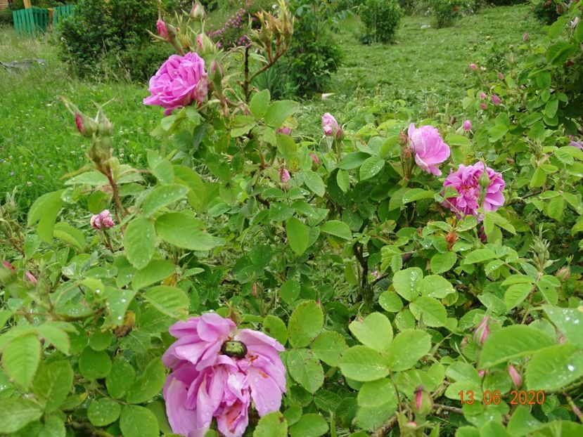 Autumn Damask - Trandafiri 1