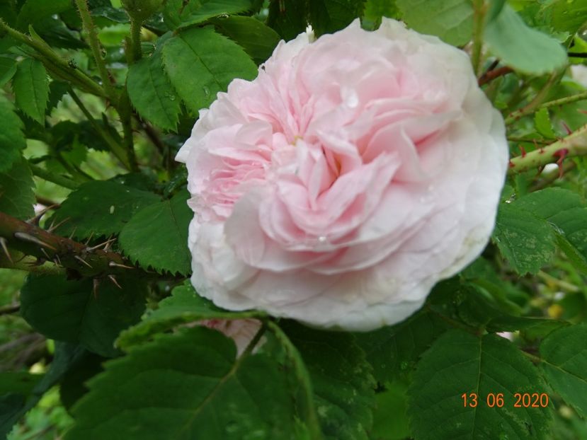 Felicite Parmentier - Trandafiri 1