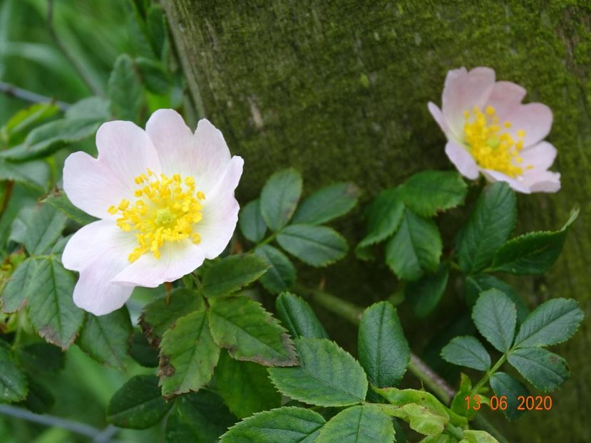 rosa canina - Trandafiri 1