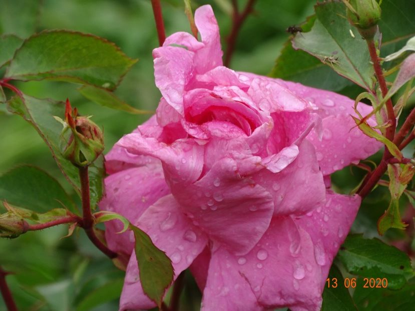 Katy Road Pink - Trandafiri 1