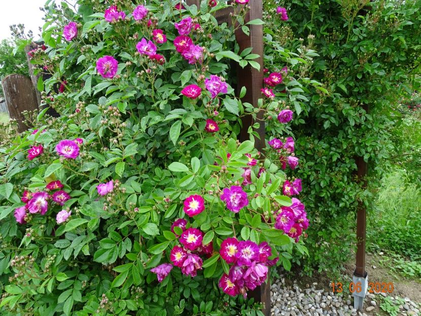 Perennial Blue - Trandafiri 1